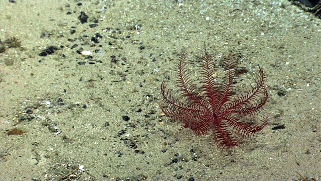 A reddish-purple feather star crinoid on a sand and pebble substrate. Picture