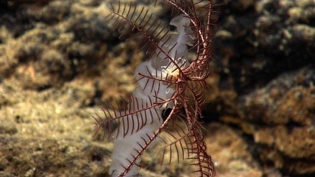 A purplish-red feather star crinoid on a small glass sponge. Picture