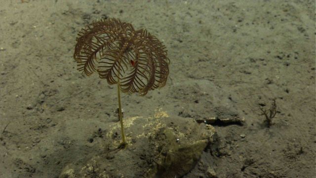 A stalked sea lily crinoid on a silty bottom. Picture