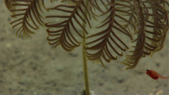 A small shrimp near the pinnules of the arms of a stalked sea lily crinoid. Picture