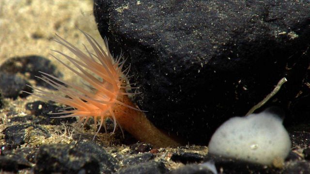 An orange anemone growing next to a black boulder. Picture