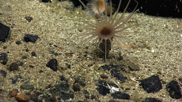 A brown cerianthid anemone. Picture