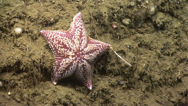 A beautiful species of sea star, Porania pulvillus(Poraniidae). Picture