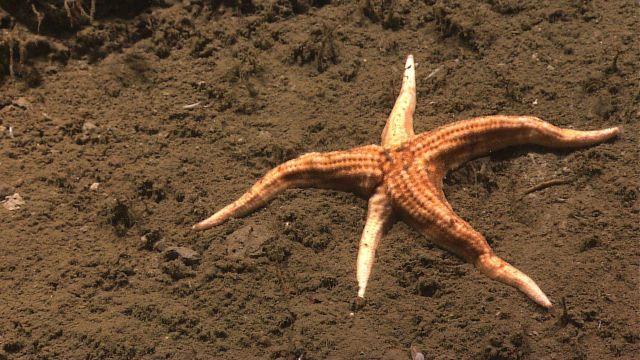 An orange sea star on a brown sediment bottom - Neomorphaster forcipatus ( Stichasteridae). Picture