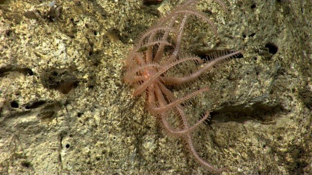 A brisingid starfish on a white rock wall. Picture