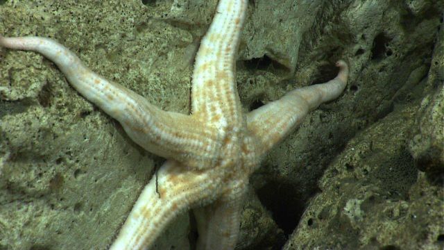 A white and orange sea star on a white rock wall - Neomorphaster forcipatus ( Stichasteridae). Picture