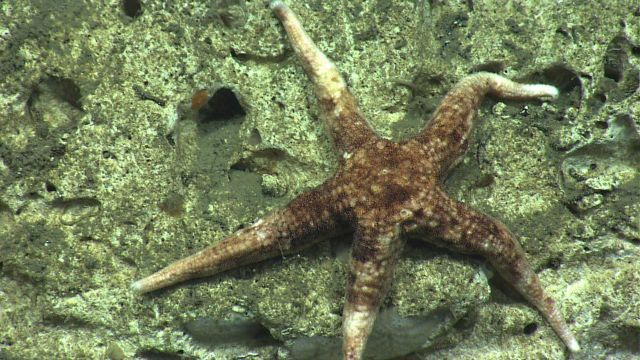 A brown and white sea star on a white rock wall - Neomorphaster forcipatus ( Stichasteridae). Picture