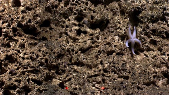A white sea star with what appears to be an osculum, i.e., an opening on the central disk to allow water onto the body surface Picture