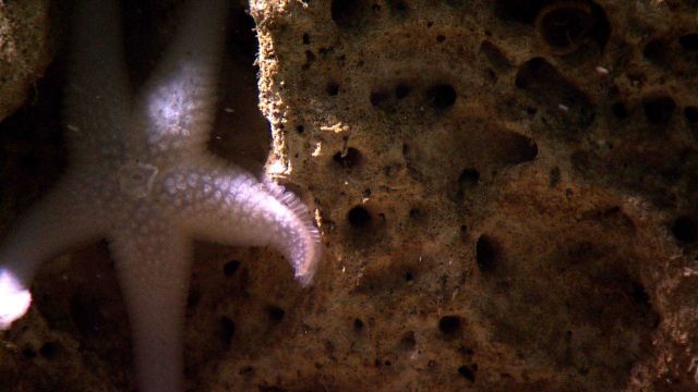 A white sea star with what appears to be an osculum, i.e., an opening on the central disk to allow water onto the body surface Picture