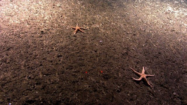 Two specimens of Neomorphaster forcipatus (Stichasteridae) on what appears to be a lightly sedimented rock floor. Picture