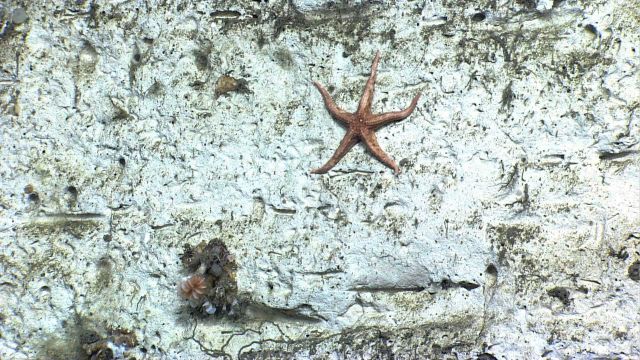 A white and brown sea star on white rock wall - Neomorphaster forcipatus (Stichasteridae). Picture