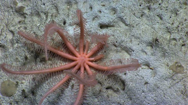 A peach-colored brisingid sea star. Picture