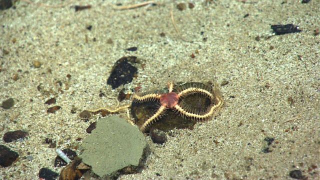 A spiky looking brittle star adhering to a cobble. Picture