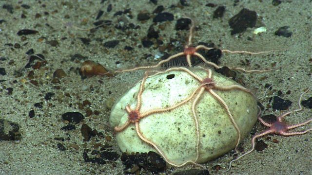 Brittle stars adhering to a heart urchin shell. Picture