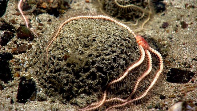 An orange brittle star draped over a xenophyophore. Picture