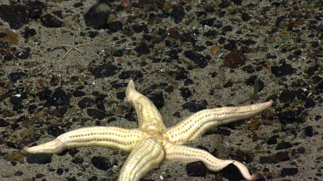 A white sea star on a pebble and sand substrate - Neomorphaster forcipatus (Stichasteridae) Picture