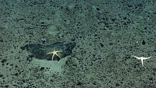 A white sea star on a boulder and a three-armed starfish on a pebble and sand substrate - both appear to be Neomorphaster forcipatus (Stichasteridae). Picture