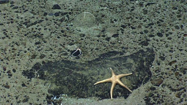 A white sea star on a boulder and numerous white brittle stars on a pebble and sand substrate Picture