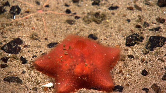 A red slime star with fuzzy upper surface appearance. Picture