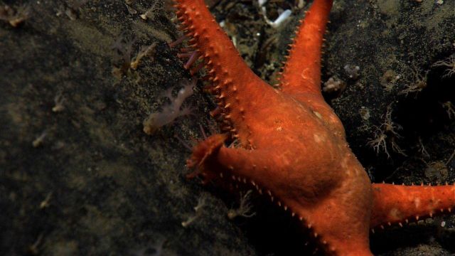 A coral eating starfish, Evoplosoma sp Picture