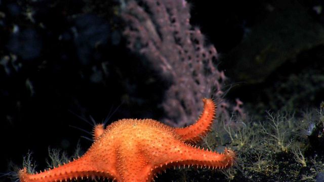 A coral eating starfish, Evoplosoma sp Picture