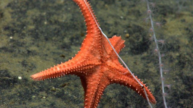 A coral eating starfish, Evoplosoma sp Picture