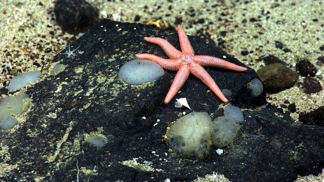A rarely seen six-rayed starfish, looks similar to Ampheraster alaminos Picture