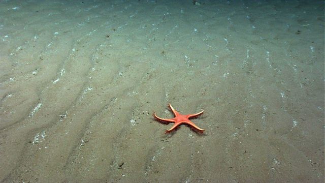 Sand star (Astropecten articulatus) on a current swept bottom . Picture