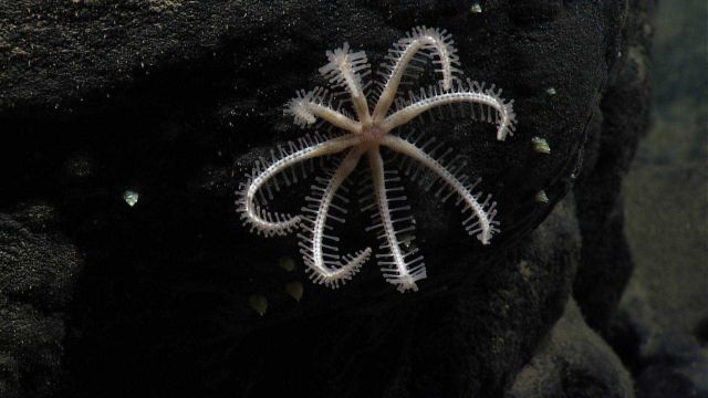A white brisingid starfish. Picture