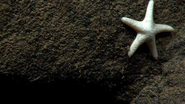 A white starfish Picture