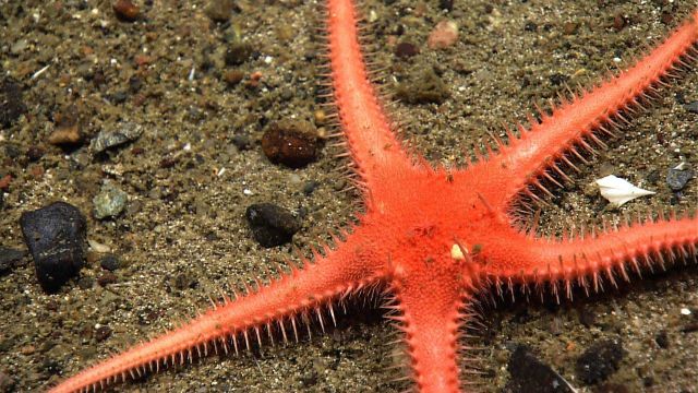 Looks like an orange starfish or a sand star. Picture