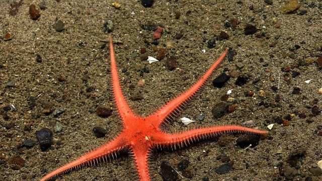 Looks like a sand star or an orange starfish Picture