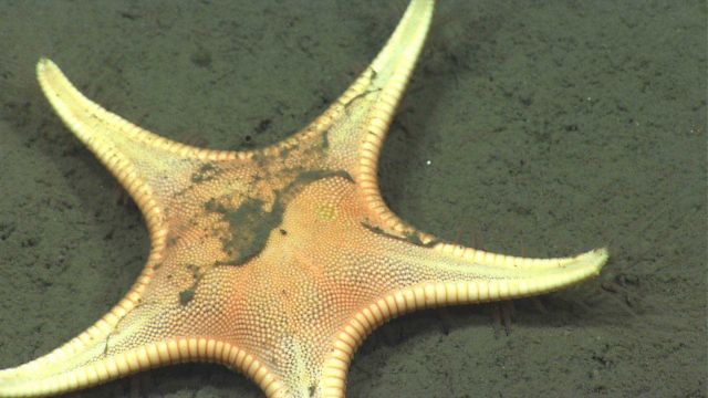 Looks like a white starfish Picture