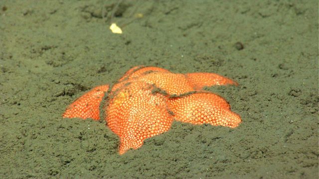 Looks like an orange rock - What a beautiful marine animal. Picture
