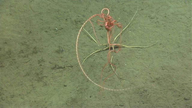 A large pink brittle star on a whip octocoral Picture