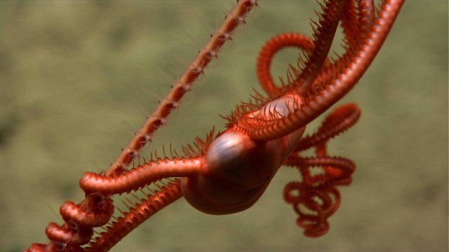 A red brittle star on a whip octocoral. Picture