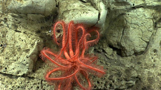 Brisingid starfish on a canyon wall. Picture