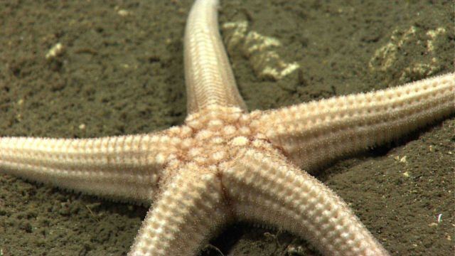 A large white starfish on sediment covered bottom Picture