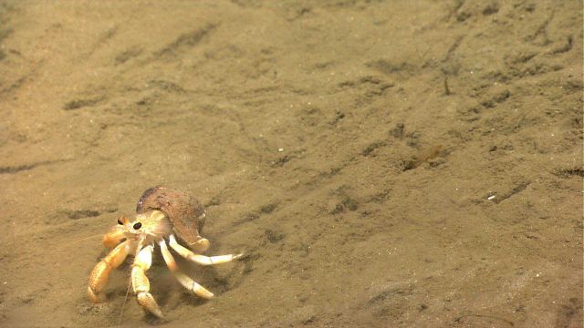 A hermit crab in a gastropod shell. Picture