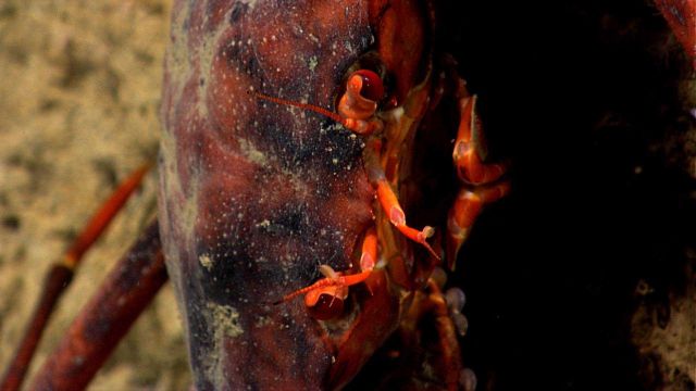 Closeup view of face area of red crab (Chaceon quinquedens) in vertical position. Picture