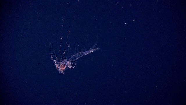 A translucent shrimp swimming in the water column. Picture