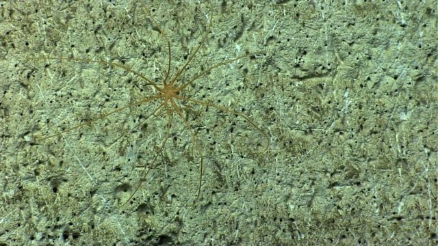 A pycnogonid crab on a canyon wall Picture