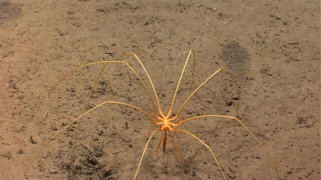 A pycnogonid crab on a sediment bottom with its proboscis extended downward Picture