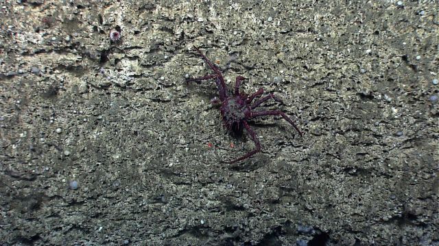 A large lithodid crab crawling along a rock wall Picture