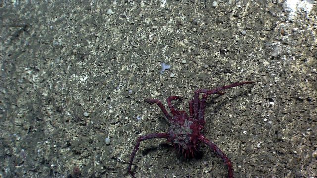 A large lithodid crab crawling along a rock wall Picture