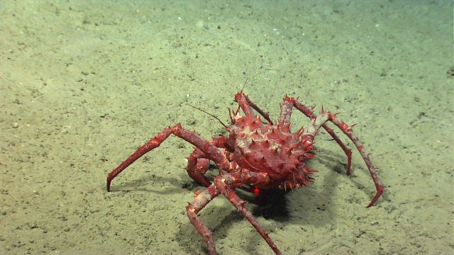 A large red lithodid crab crawling along a silty bottom. Picture