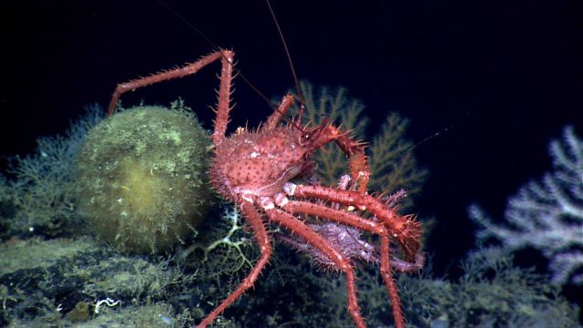 A large red lithodid crab appears to be attacking a smaller purplish lithodid crab Picture