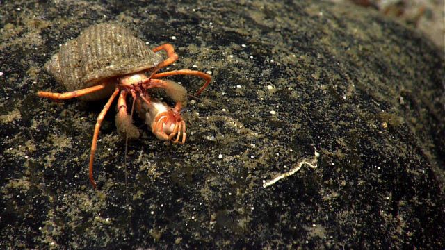 Two hermit crabs Picture