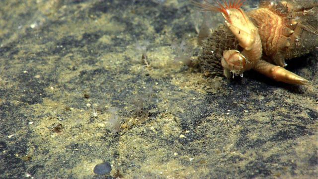 Large gooseneck barnacles with red cirri attached to a rock outcrop. Picture