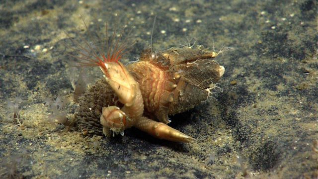 Large gooseneck barnacles with red cirri attached to a rock outcrop. Picture